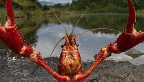 小龙虾心脏长在什么位置-夜宵霸主小龙虾心脏位置一览