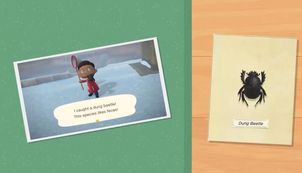动森雪球上的虫怎么抓-动物森友会屎壳郎捕捉技巧