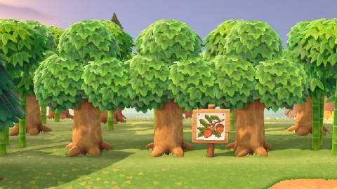 动森针叶树苗哪里买